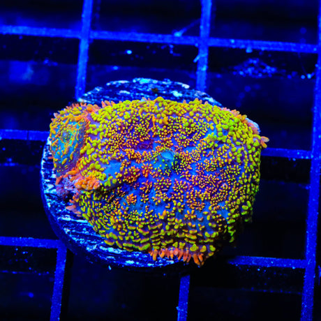 Captain Jack Rhodactis Mushroom Coral