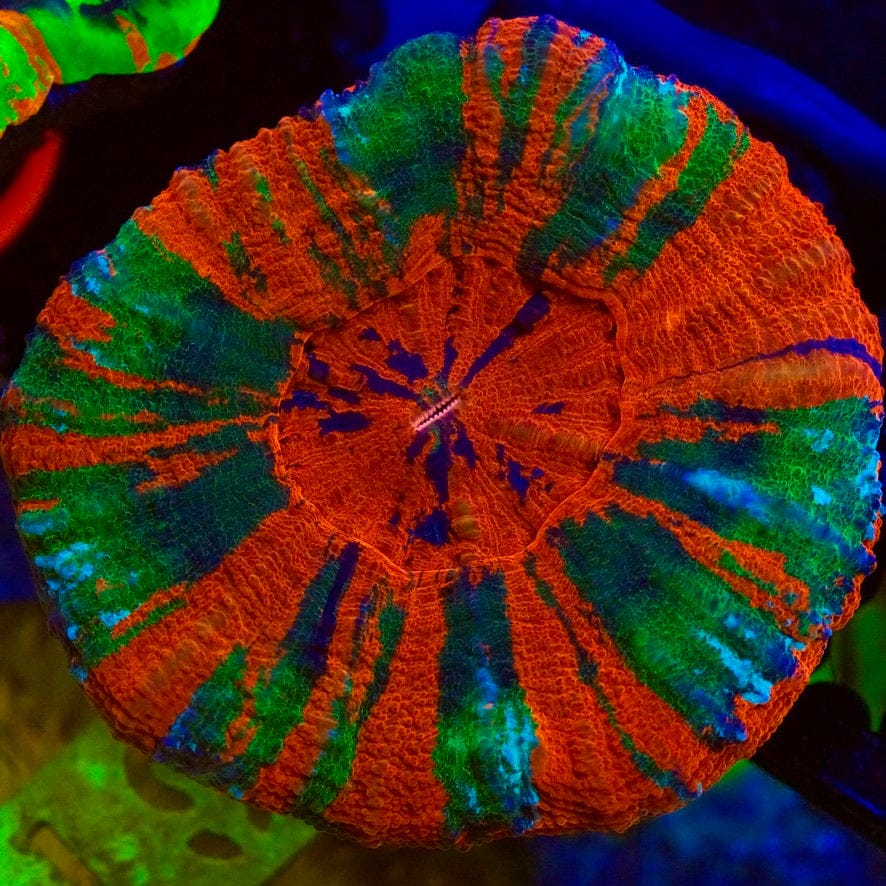 Captain Planet Scolymia Coral
