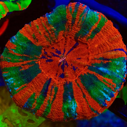 Captain Planet Scolymia Coral