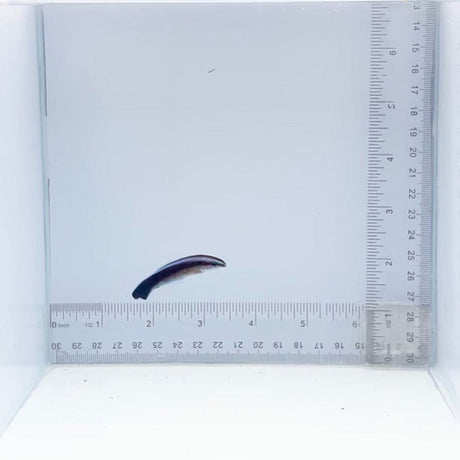 Captive-Bred Cleaner Wrasse (Labroides dimidiatus)