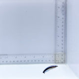 Captive-Bred Cleaner Wrasse (Labroides dimidiatus)