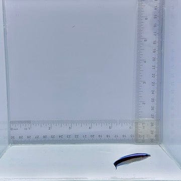 Captive-Bred Cleaner Wrasse (Labroides dimidiatus)