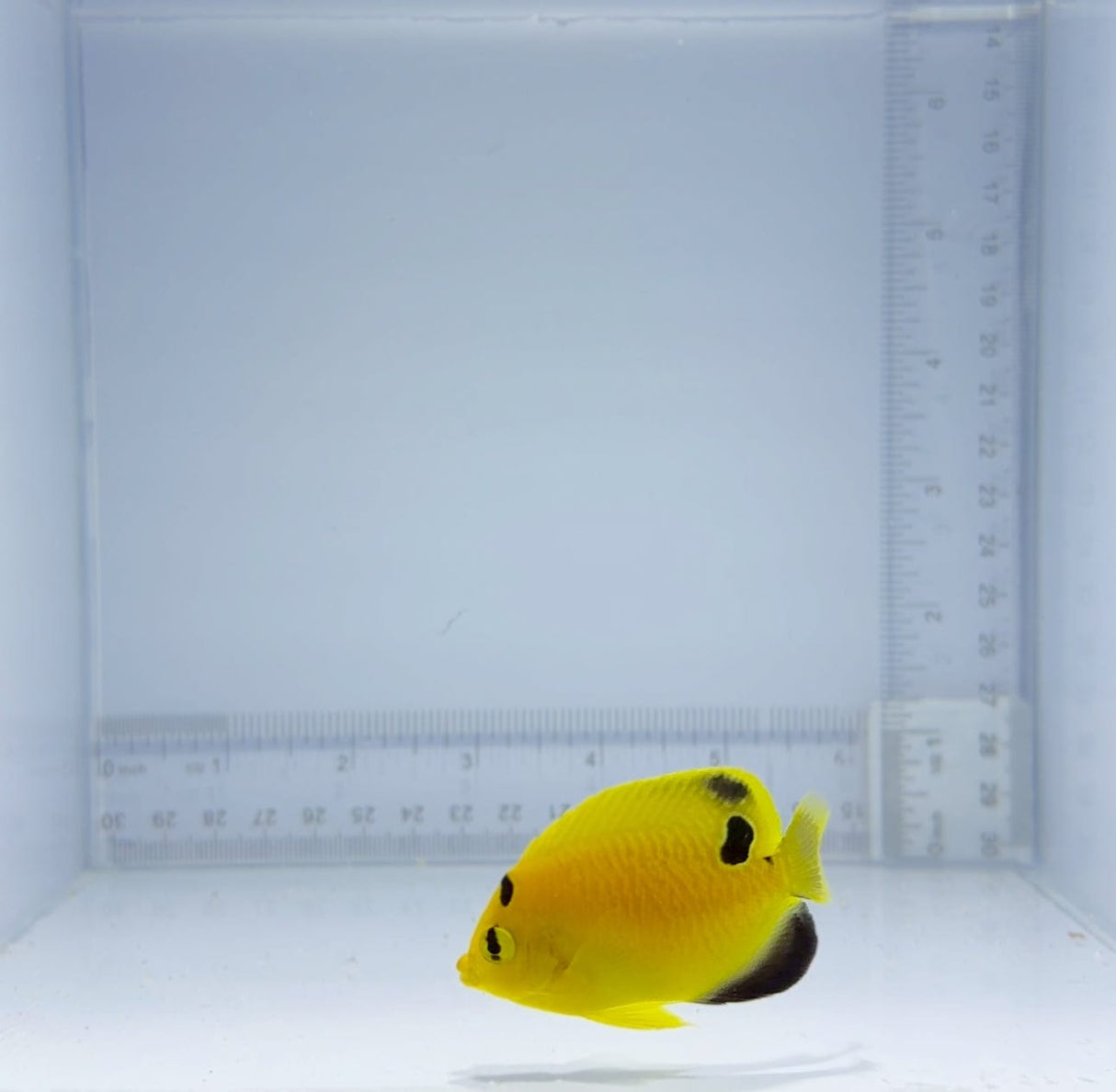 Captive-Bred Gold Flake Angelfish