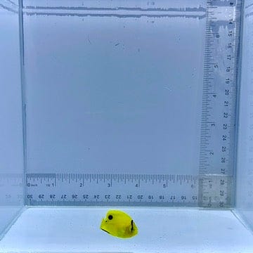 Captive-Bred Goldflake Angelfish