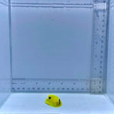 Captive-Bred Goldflake Angelfish