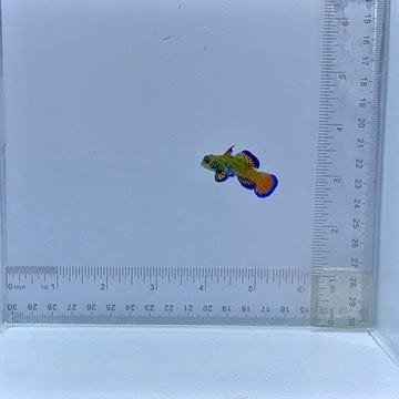 Captive Bred Green Mandarin Goby
