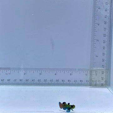 Captive Bred Green Mandarin Goby