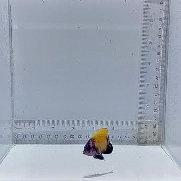 Captive-Bred Majestic Angel Fish