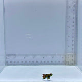 Captive Bred Male Green Mandarin Goby (Synchiropus splendidus)