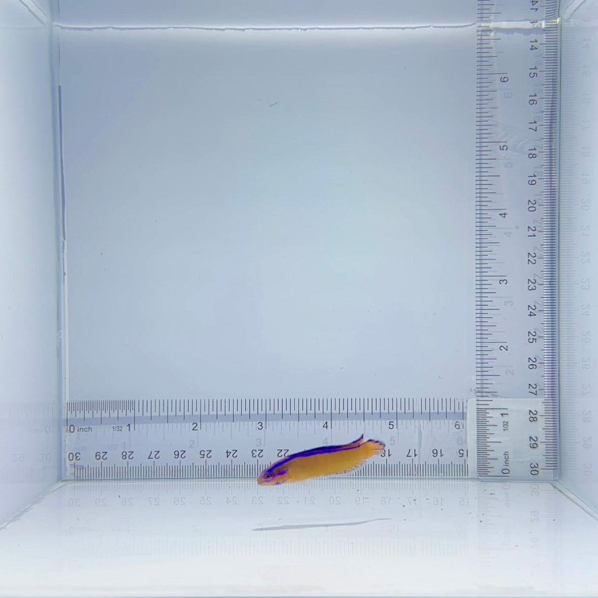 Captive-Bred Neon Dottyback Fish