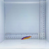 Captive-Bred Neon Dottyback Fish