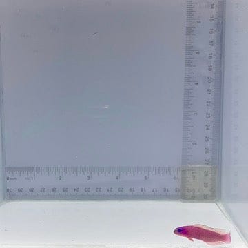 Captive-Bred Orchid Dottyback (Pseudochromis fridmani)