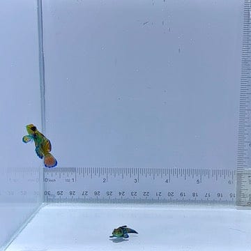 Captive Bred Pair Green Mandarin Goby