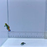Captive Bred Pair Green Mandarin Goby