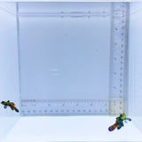 Captive Bred Pair Green Mandarin Goby (Synchiropus splendidus)