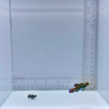 Captive Bred Pair Green Mandarin Goby (Synchiropus splendidus)