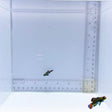 Captive Bred Pair Green Mandarin Goby (Synchiropus splendidus)