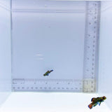 Captive Bred Pair Green Mandarin Goby (Synchiropus splendidus)