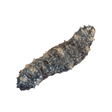 Caribbean Sea Cucumber