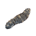 Caribbean Sea Cucumber – Holothuria mexicana