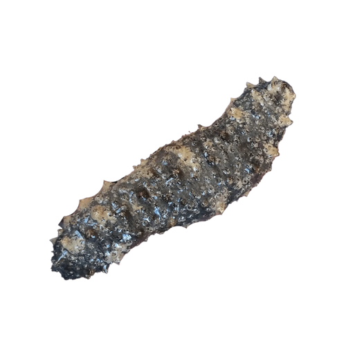 Caribbean Sea Cucumber – Holothuria mexicana