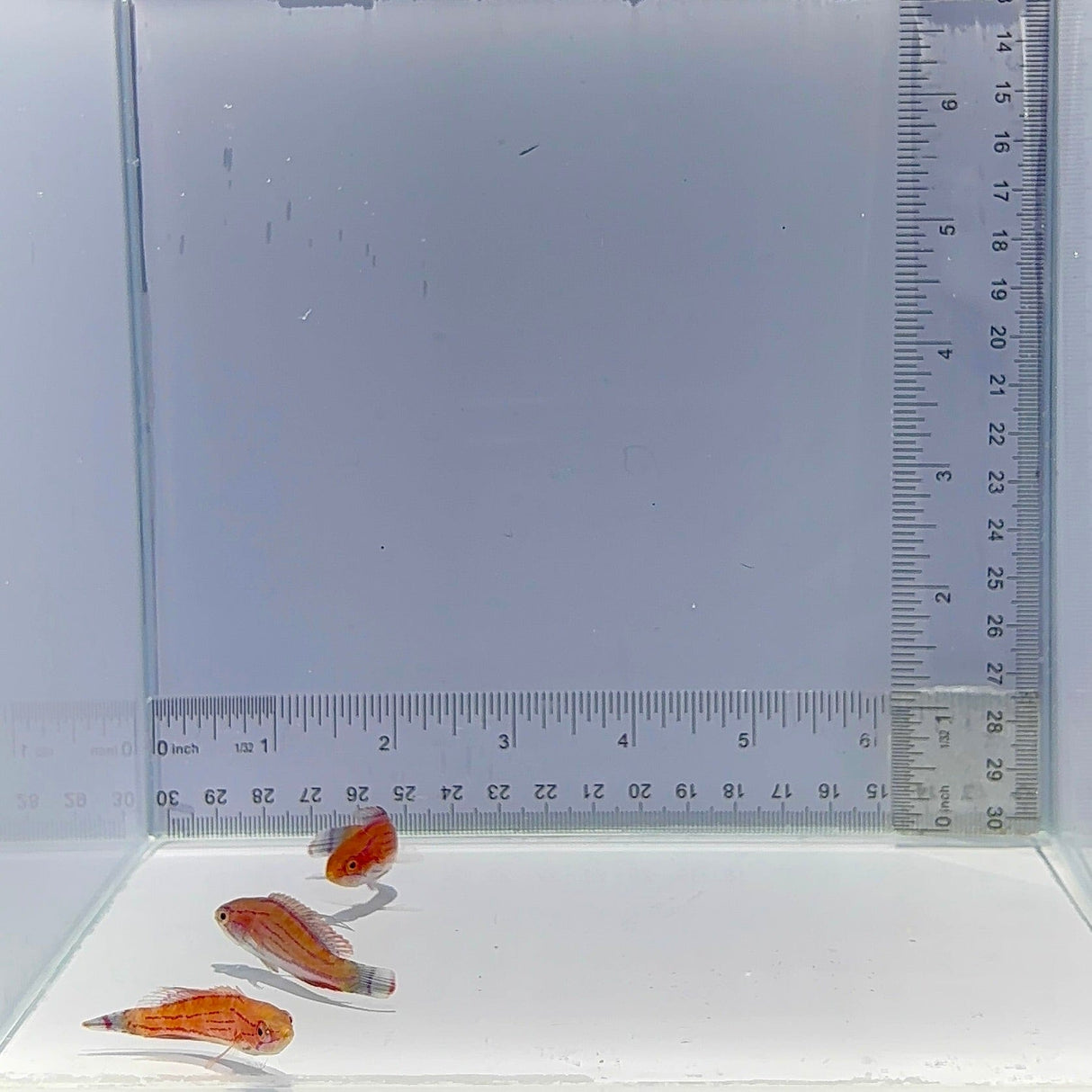Carpenter Flasher Wrasse Fish