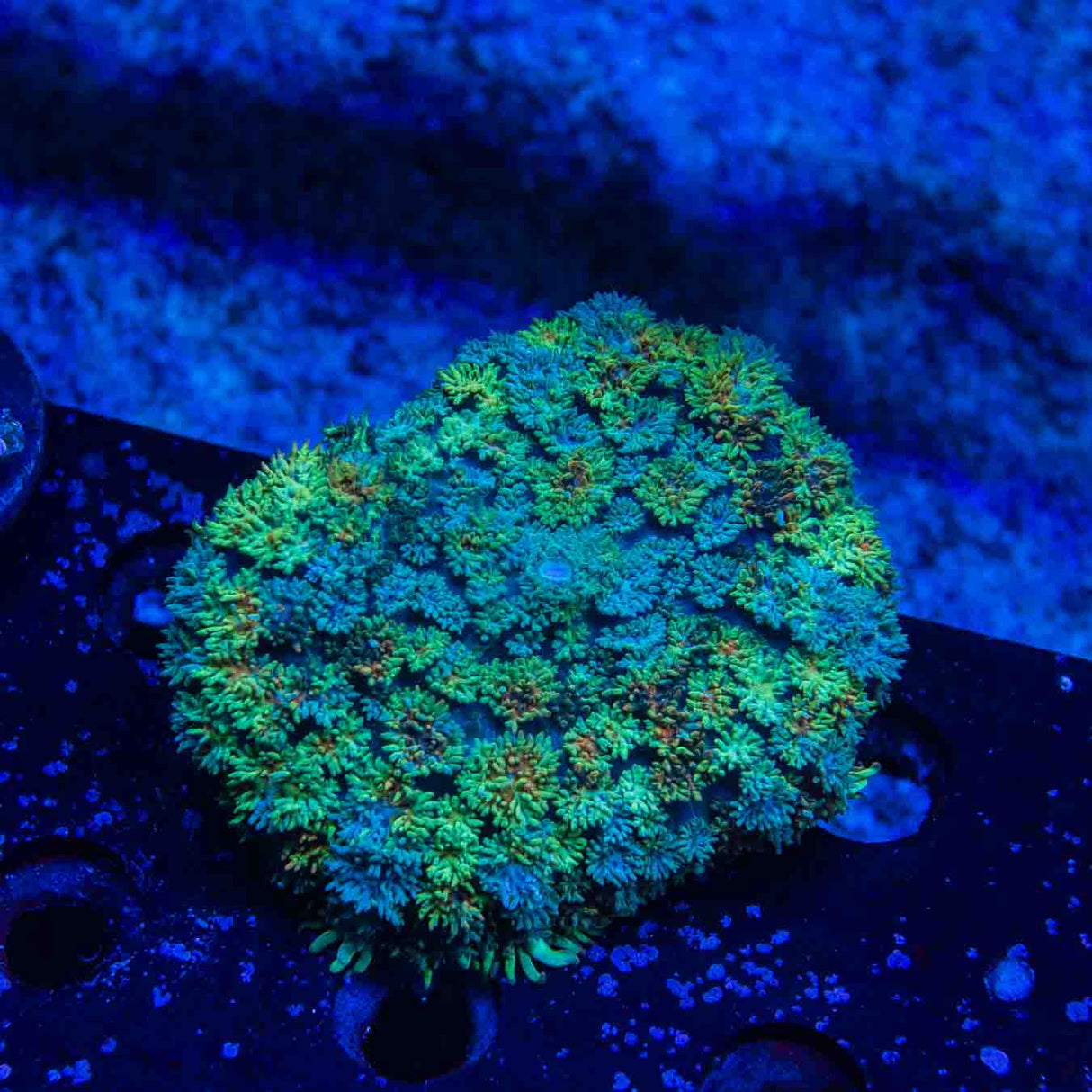 Carpet Rhodactis Mushroom Coral