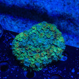 Carpet Rhodactis Mushroom Coral