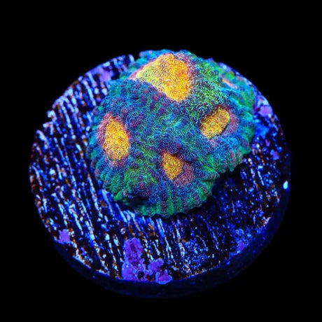 CB Angel Eye Favia Coral