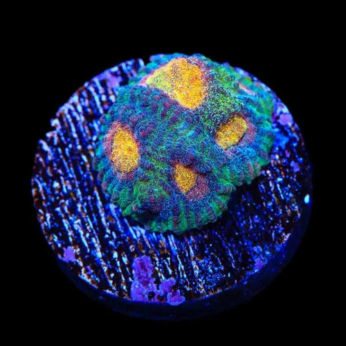 CB Angel Eye Favia Coral