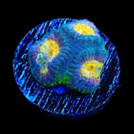 CB Angel Eye Favia Coral