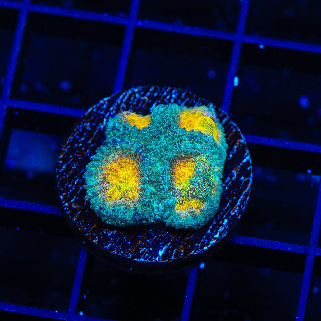 CB Angel Eye Favia Coral