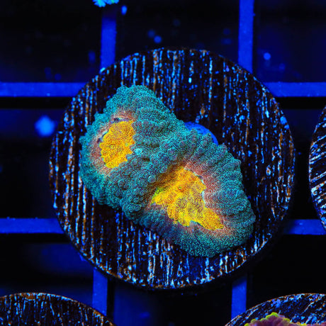 CB Angel Eye Favia Coral