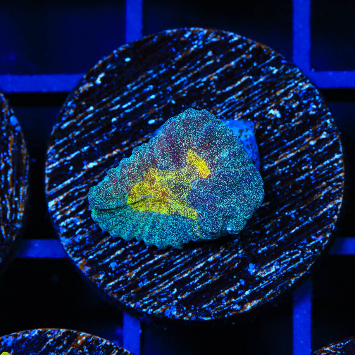 CB Angel Eye Favia Coral