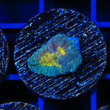 CB Angel Eye Favia Coral