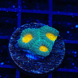 CB Angel Eye Favia Coral