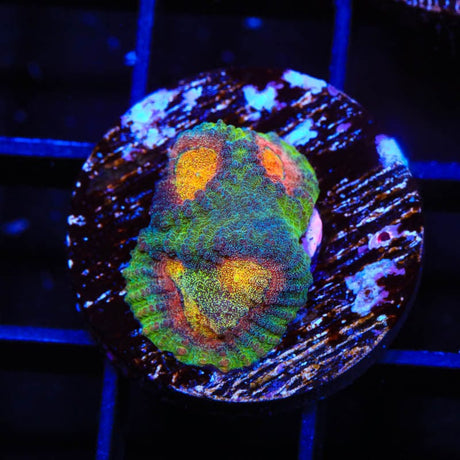 CB Angel Eye Favia Coral