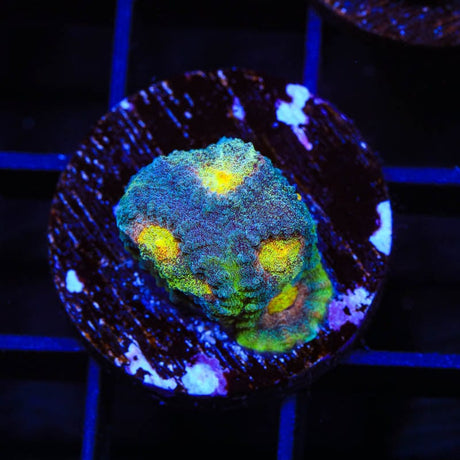 CB Angel Eye Favia Coral