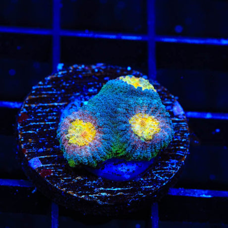 CB Angel Eye Favia Coral