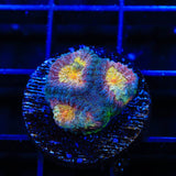 CB Angel Eye Favia Coral