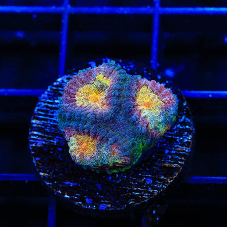 CB Angel Eye Favia Coral