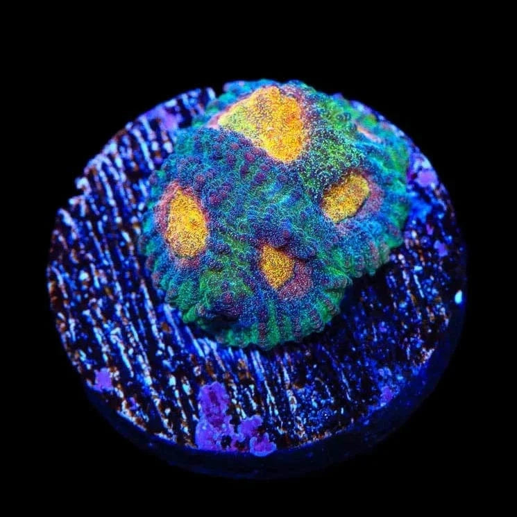 CB Angel Eye Favia Coral
