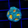 CB Angel Eye Favia Coral
