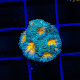 CB Angel Eye Favia Coral