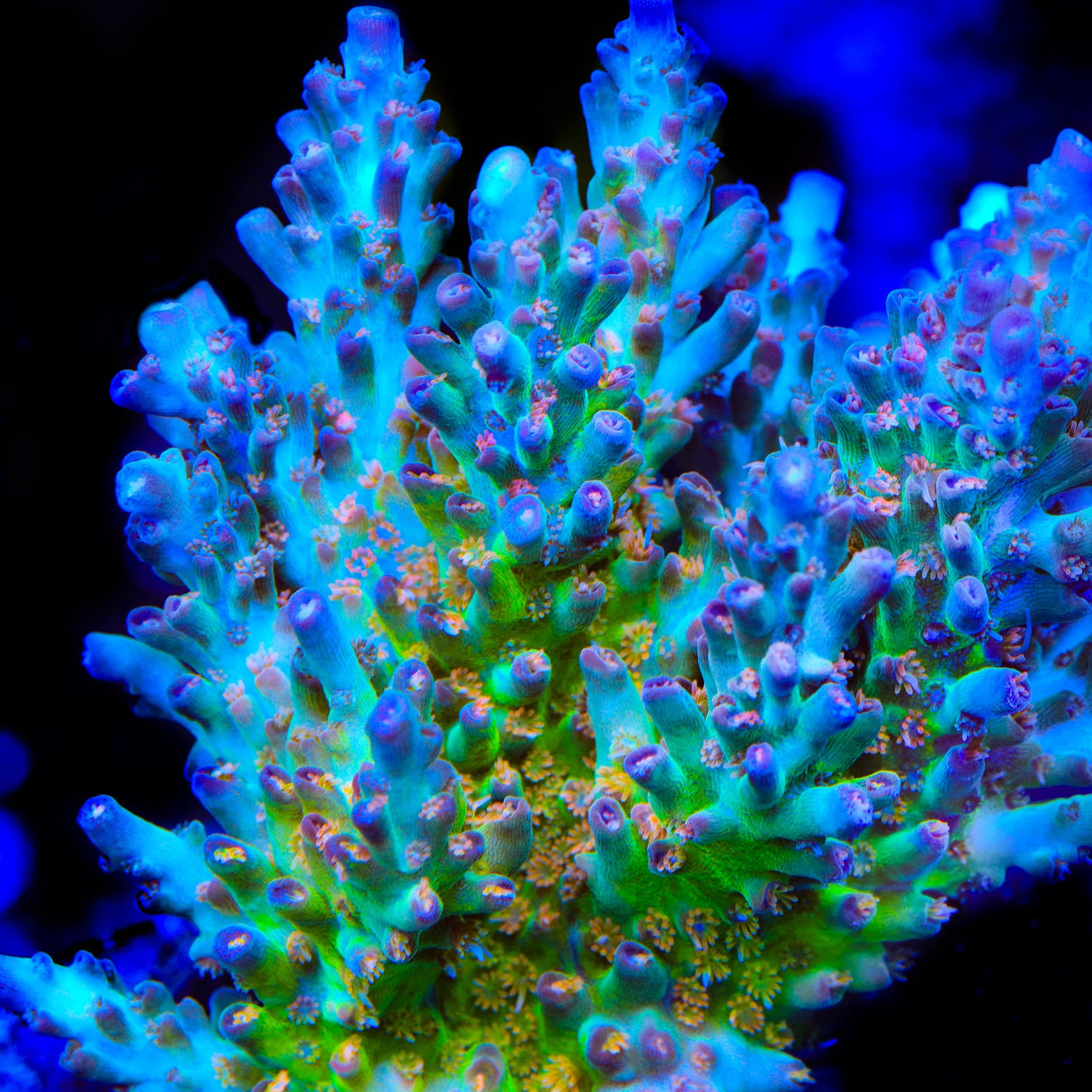 CB Birthday Cake Acropora Coral