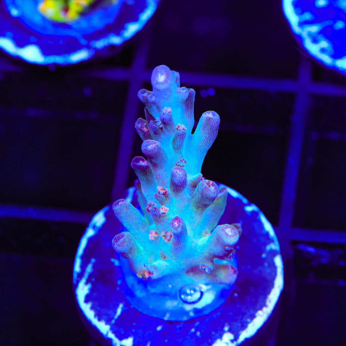 CB Birthday Cake Acropora Coral