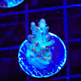 CB Birthday Cake Acropora Coral