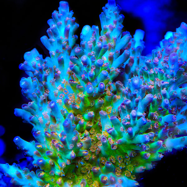 CB Birthday Cake Acropora Coral
