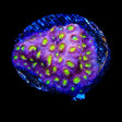 CB Bling Bling Cyphastrea Coral