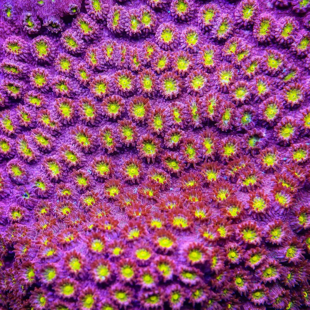 CB Bling Bling Cyphastrea Coral